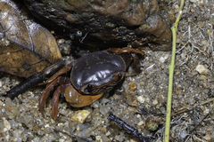 Nanhaipotamon aculatum