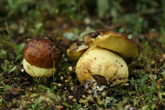 Leccinellum lepidum