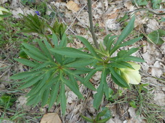 Helleborus bocconei
