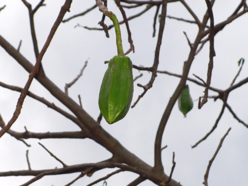 Jacaratia mexicana