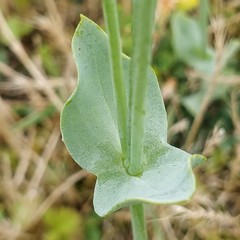 Blackstonia acuminata