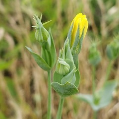 Blackstonia acuminata