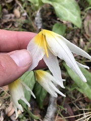 Erythronium helenae