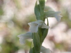 Spiranthes aestivalis