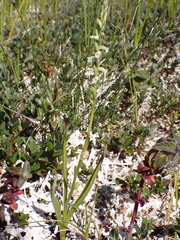 Spiranthes aestivalis