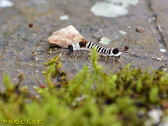 Euproctis kanshireia