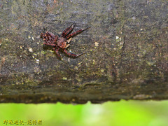 Portia labiata