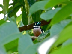 Eurylaimus ochromalus