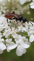 Crypteffigies lanius