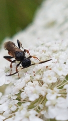 Crypteffigies lanius