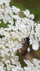 Crypteffigies lanius