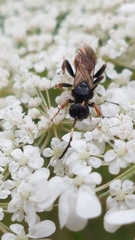 Crypteffigies lanius