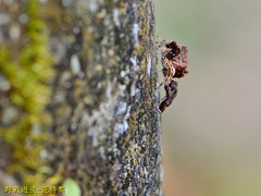 Portia labiata