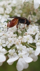 Crypteffigies lanius