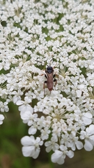 Crypteffigies lanius