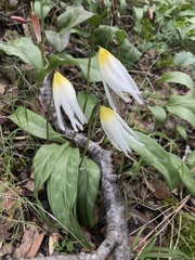 Erythronium helenae
