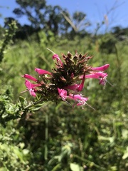 Syncolostemon