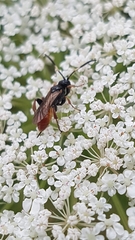 Crypteffigies lanius