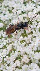 Crypteffigies lanius