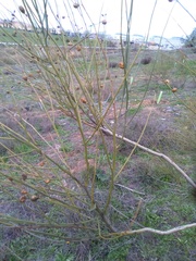 Retama sphaerocarpa