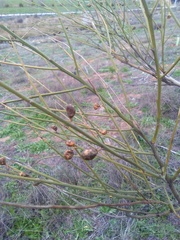 Retama sphaerocarpa