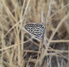 Tarucus theophrastus