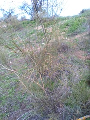 Retama sphaerocarpa