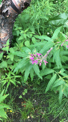 Chamaenerion angustifolium