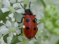 Pelonides quadripunctata