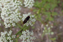Chrysogaster solstitialis
