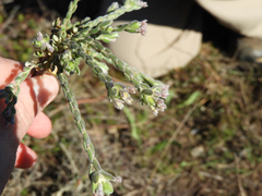 Gnidia nodiflora