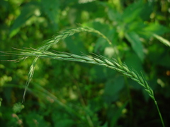 Elymus caninus