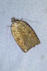 Meritastis