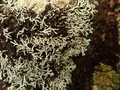 Heterodermia lutescens