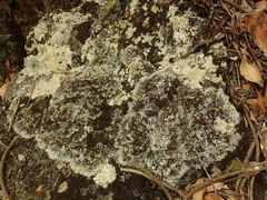 Heterodermia lutescens