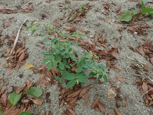 Euphorbia obliqua