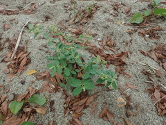 Euphorbia obliqua