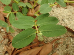 Euphorbia obliqua