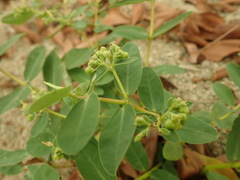Euphorbia obliqua