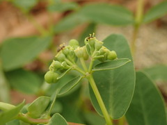 Euphorbia obliqua
