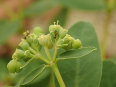 Euphorbia obliqua