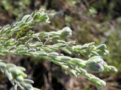 Gnidia nodiflora