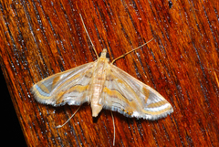 Eoophyla gibbosalis