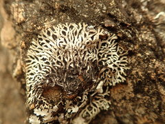 Heterodermia lutescens