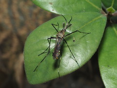Toxorhynchites splendens