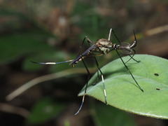 Toxorhynchites splendens