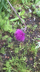 Cirsium heterophyllum