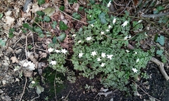 Anemonoides nemorosa