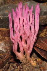 Clavaria schaefferi