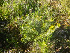 Agathosma ciliaris